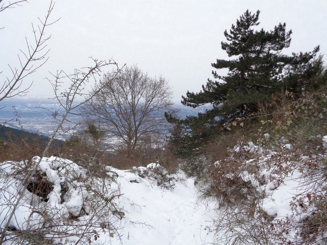 Alberi misti