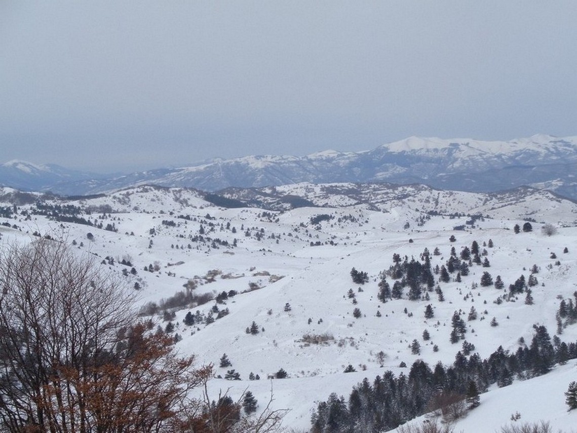 Ajelli più da vicino