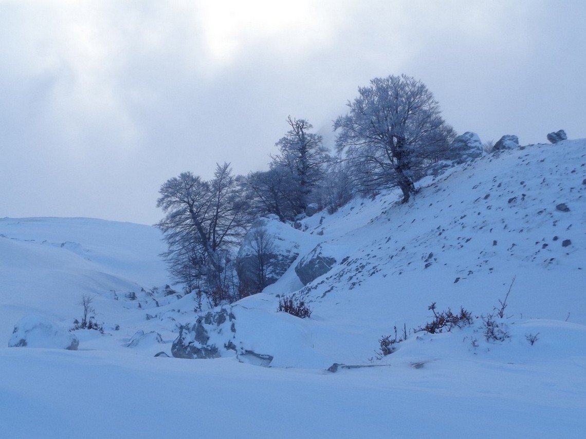 i caratteristici alberi della lunga Piana