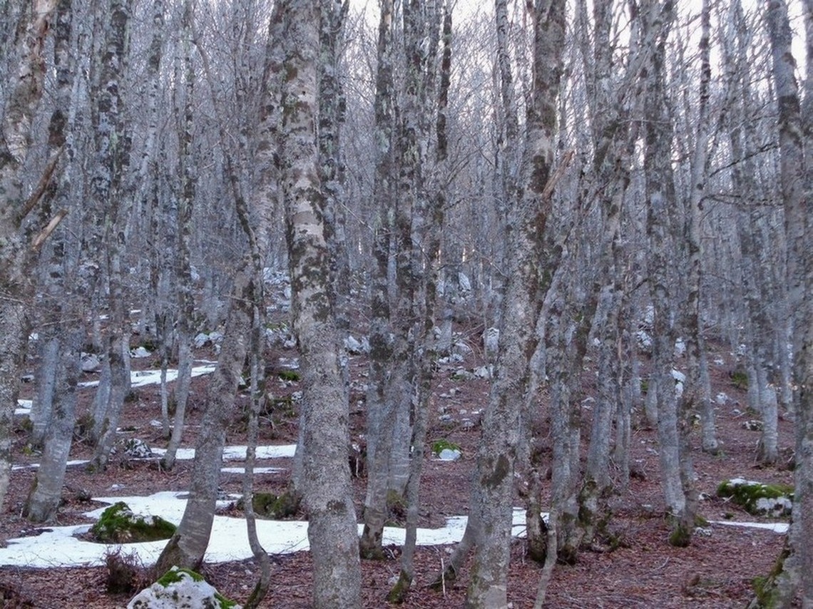 labirinto di faggi