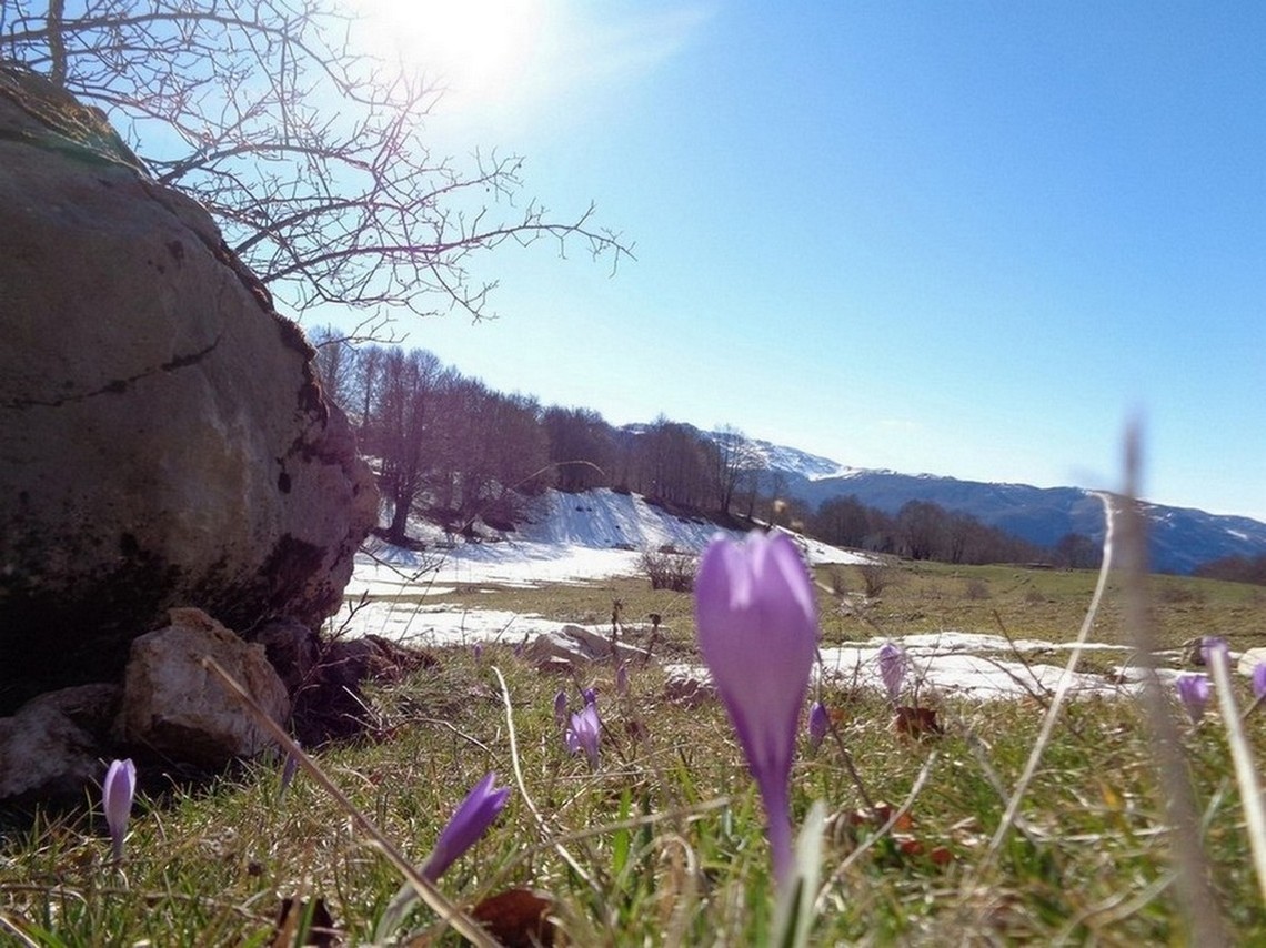 Fiori di Primavera