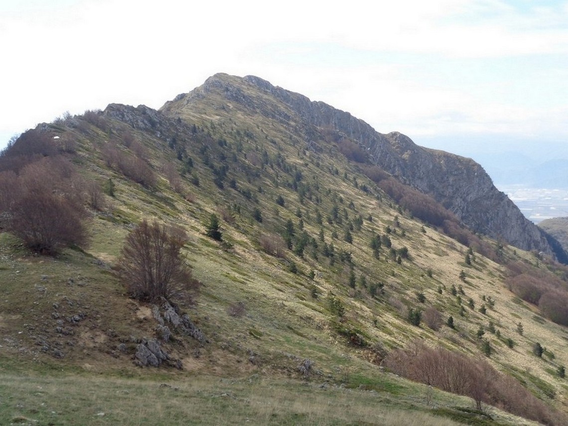 Bosco in quota molto bello