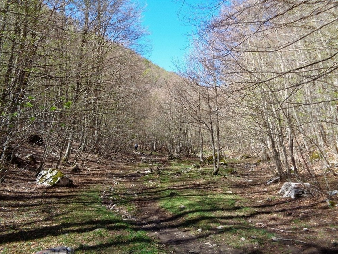 La radura successiva