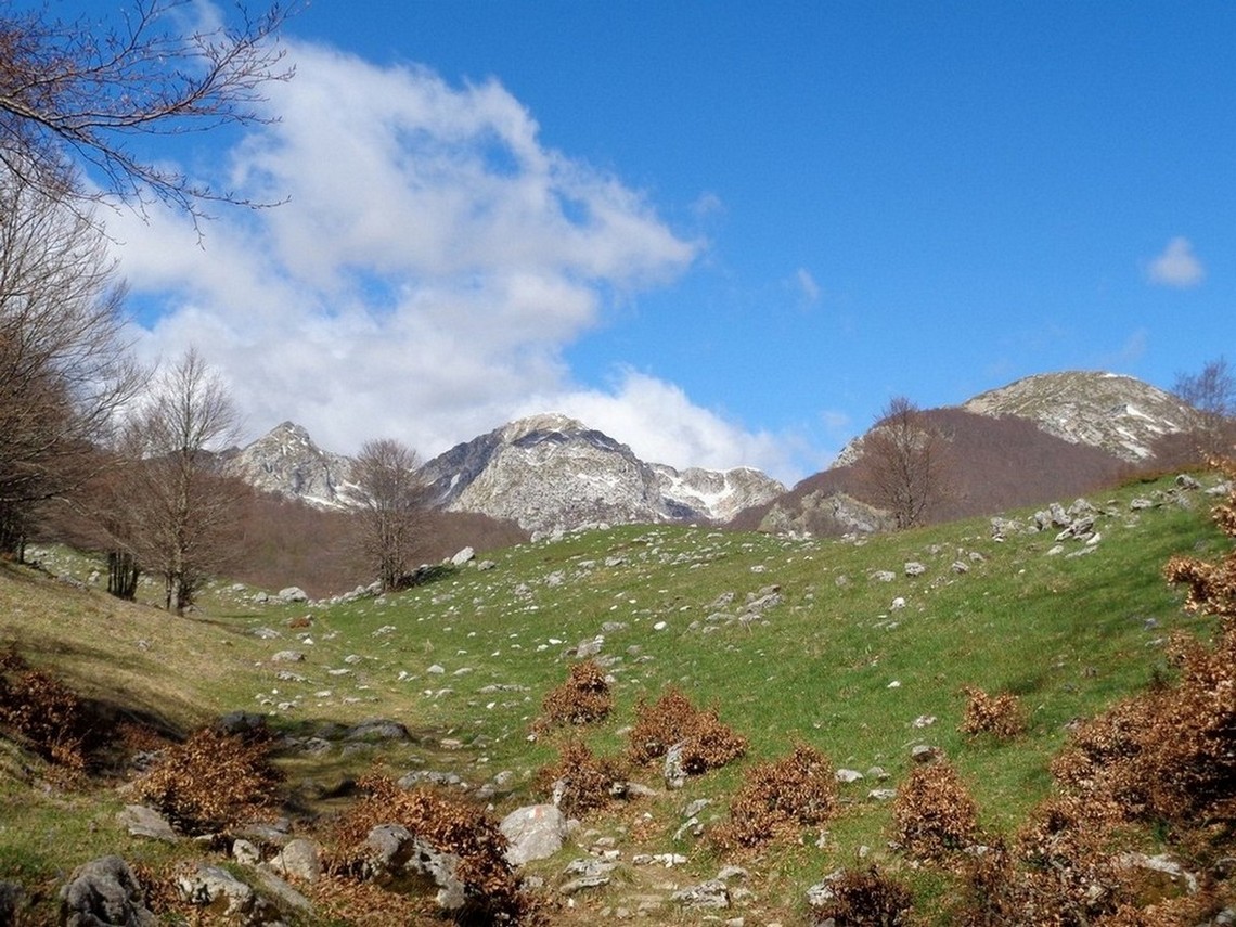 Uscendo dal bosco