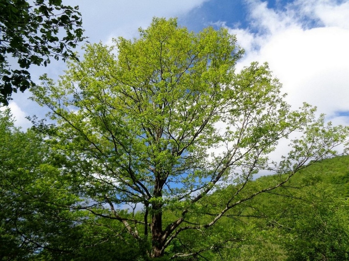 Alberi in fiore