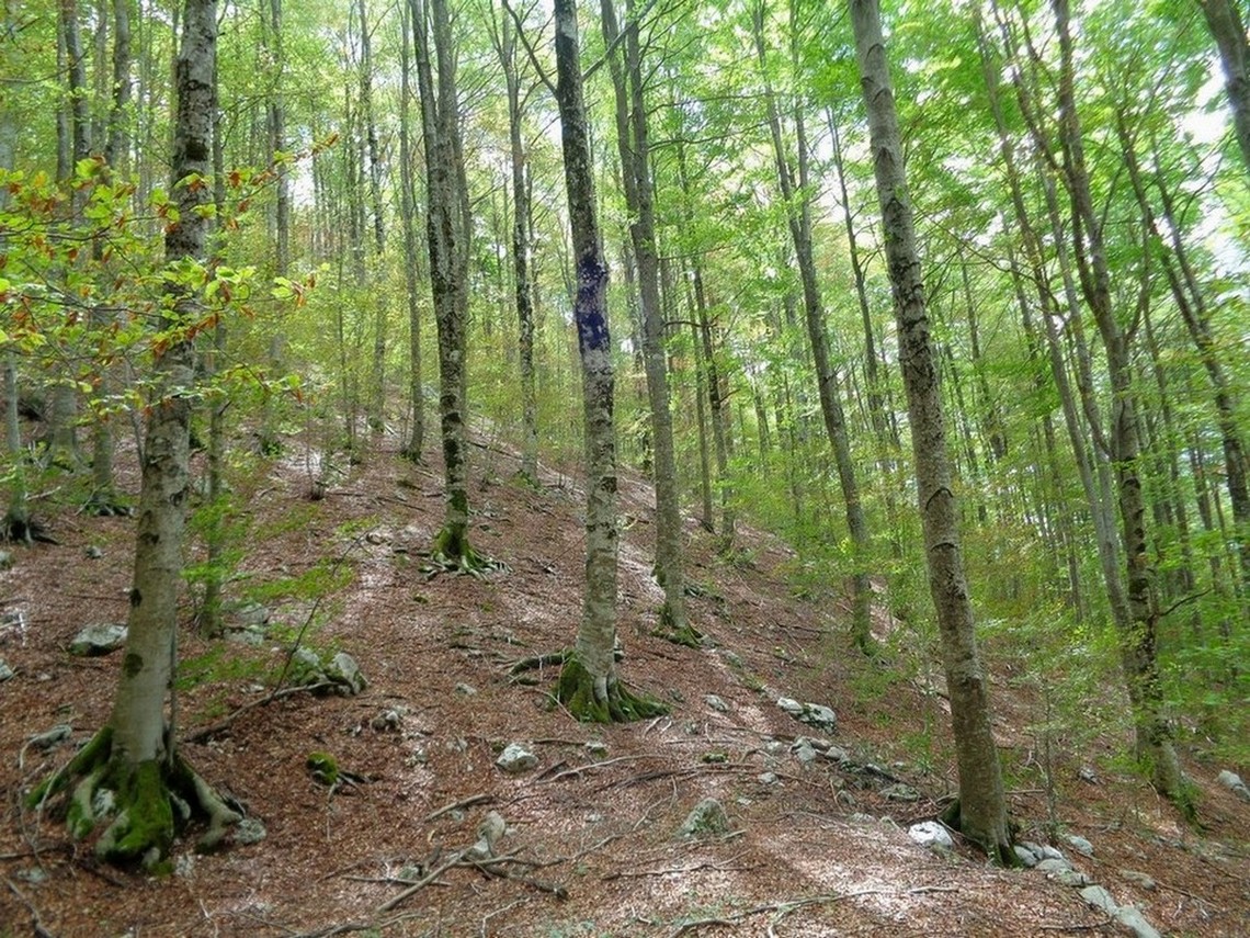 Bellissimo bosco