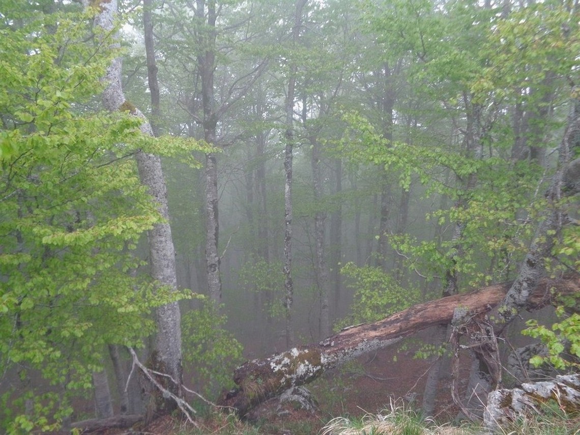 Gli interni del bosco