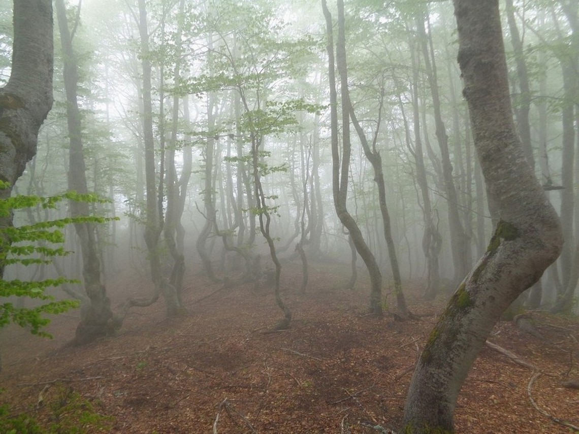 Bosco magico