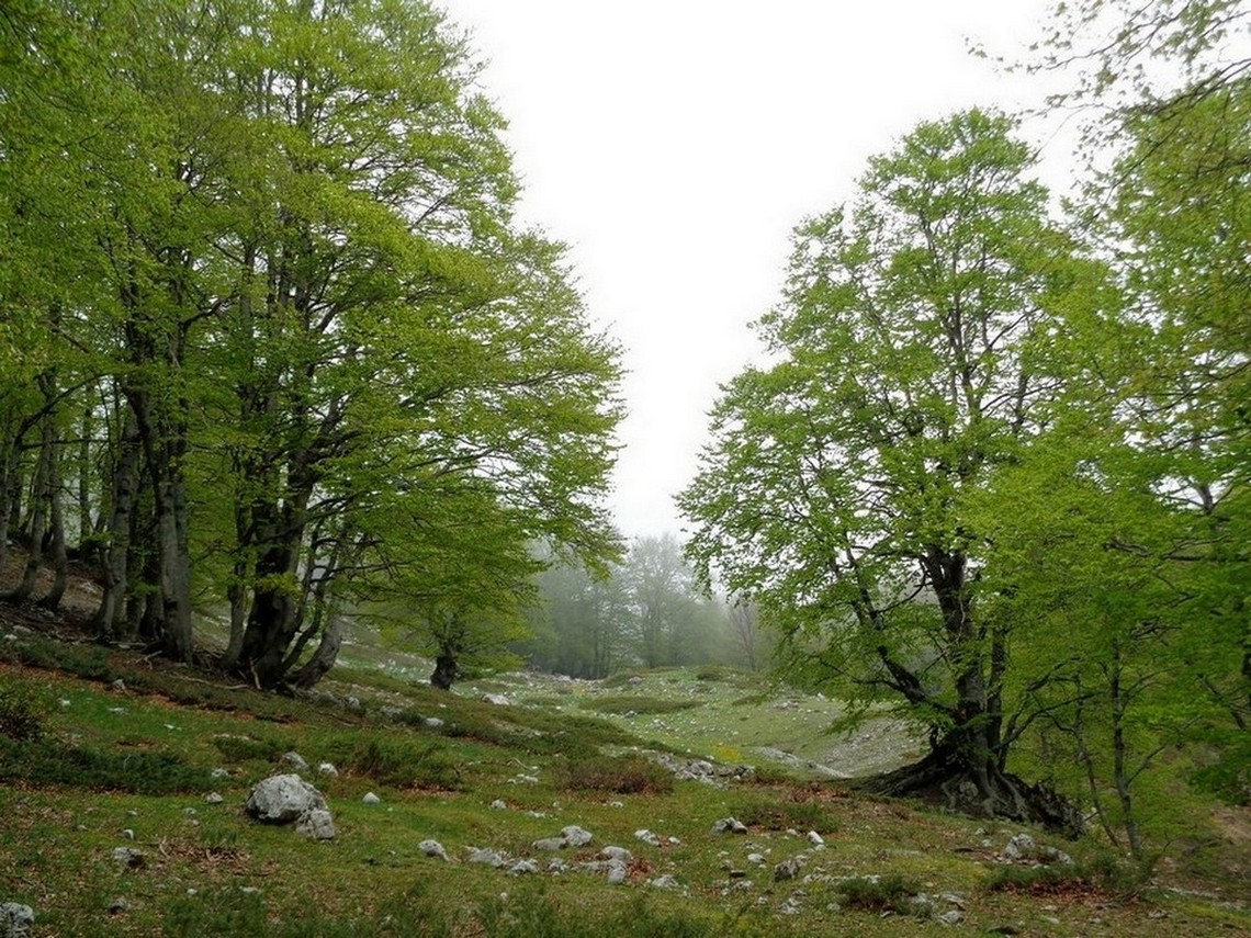 Alberi maestosi