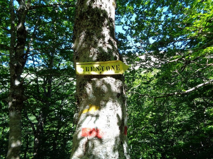 Inizio bosco
