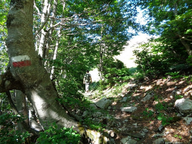 Ogni tanto una radura