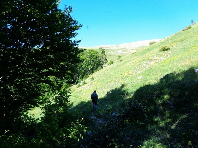 Altra radura