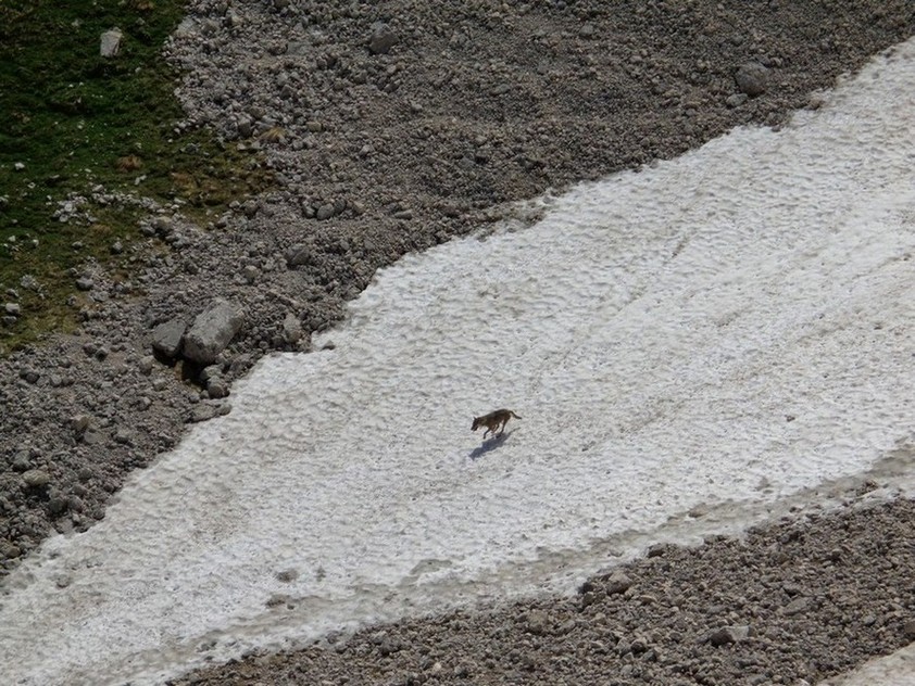Finalmente dal vivo un Lupo