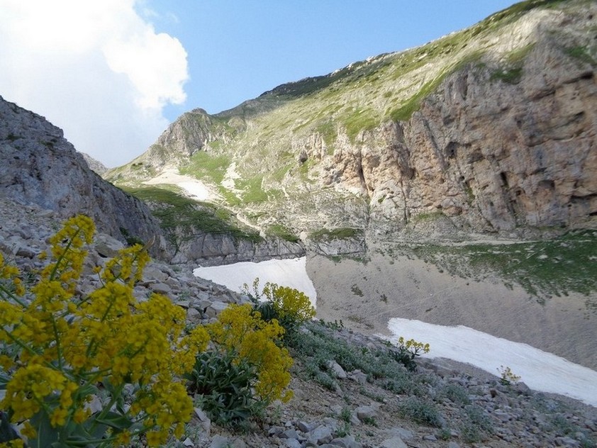 Fiori su Roccia