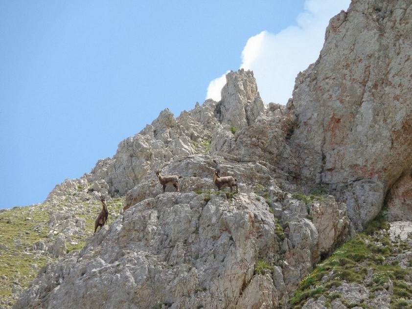 Ecco i primo camosci