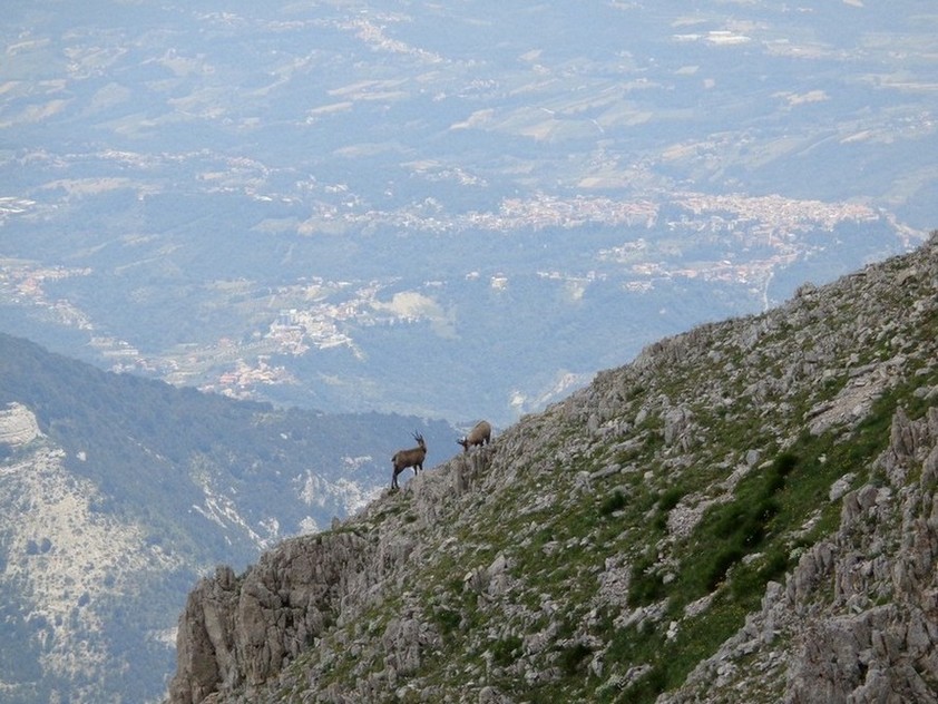 Ci osservano