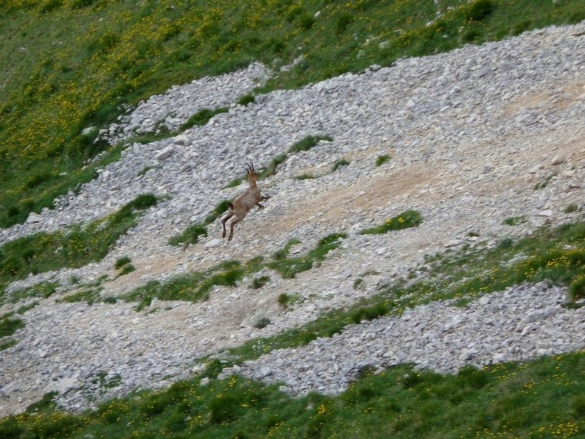 Altri salti