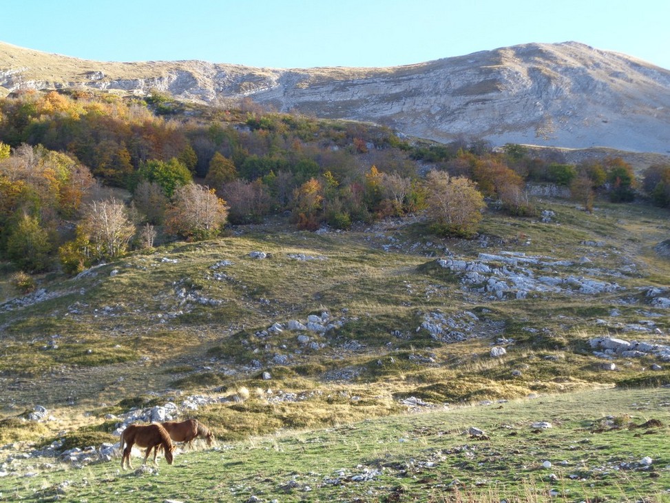 Cavalli liberi