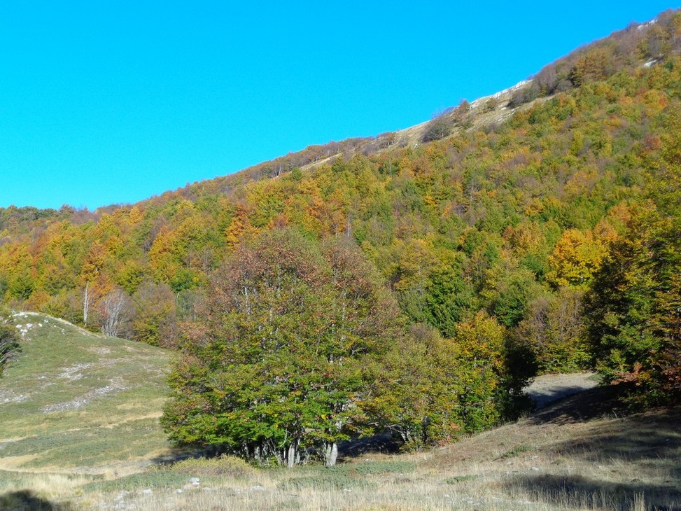 La faggeta del Puzzillo