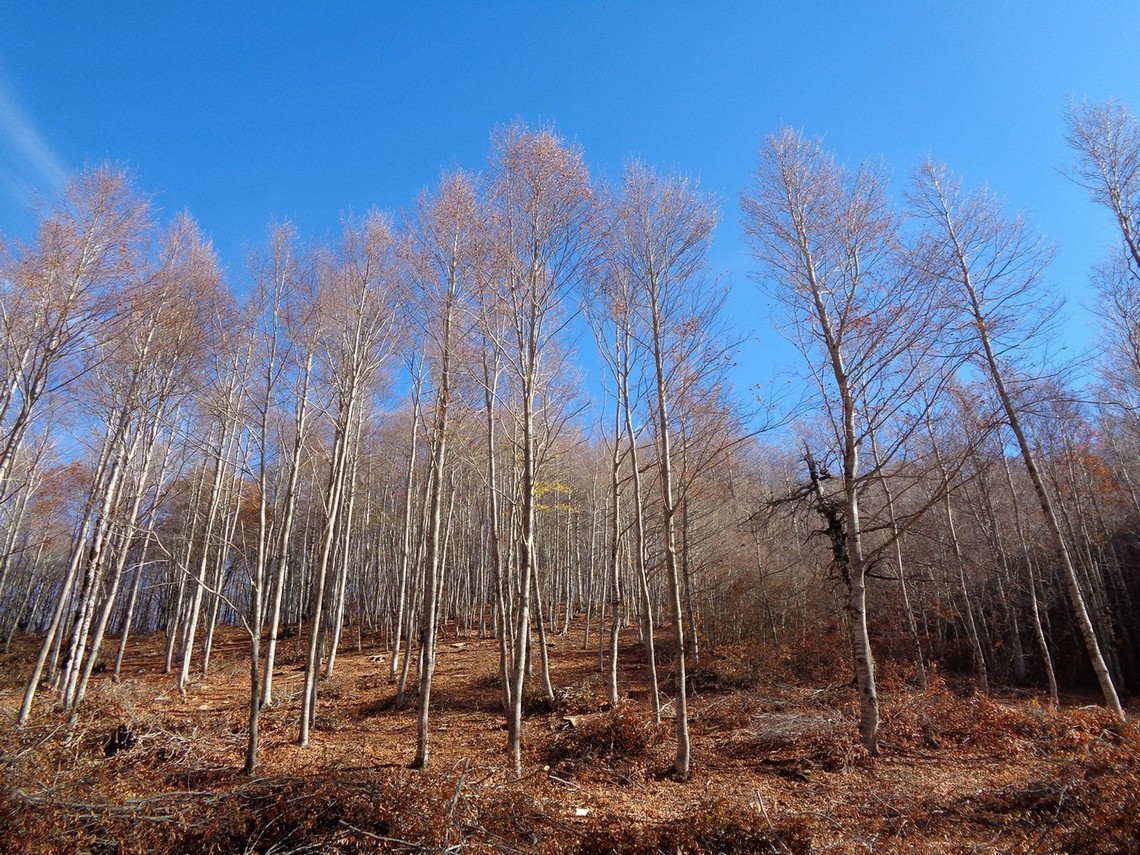 Gli alberi vedono la nostra felicità