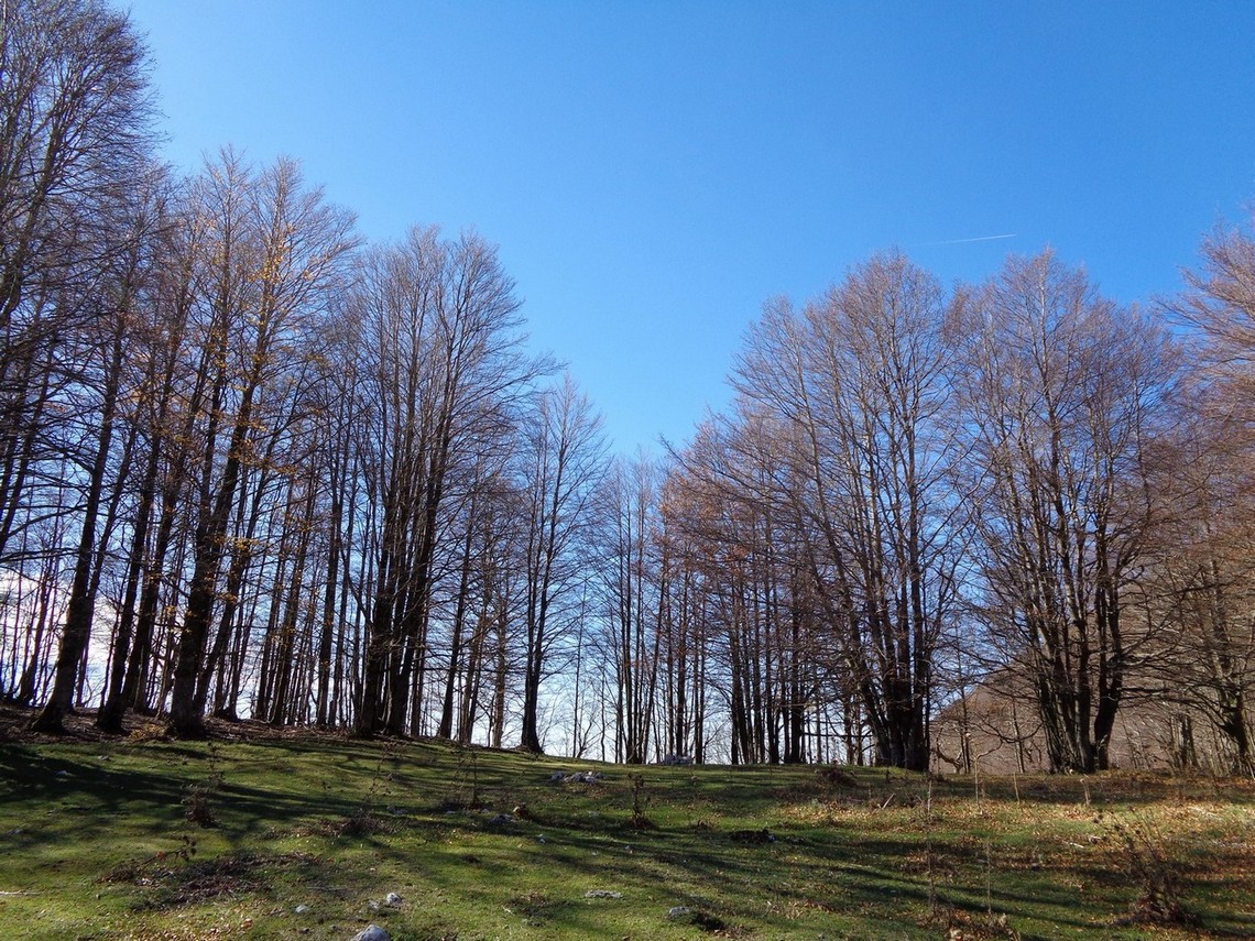 Deviazione verso il bosco
