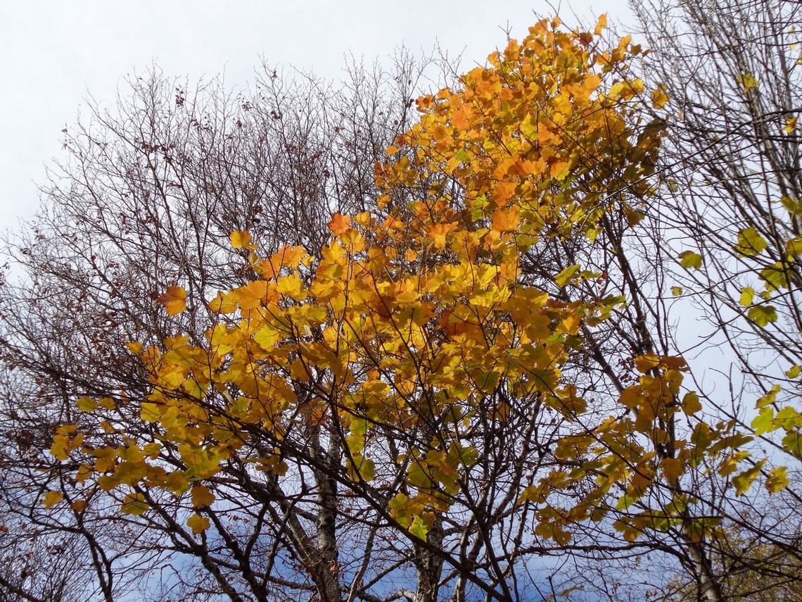Giallo