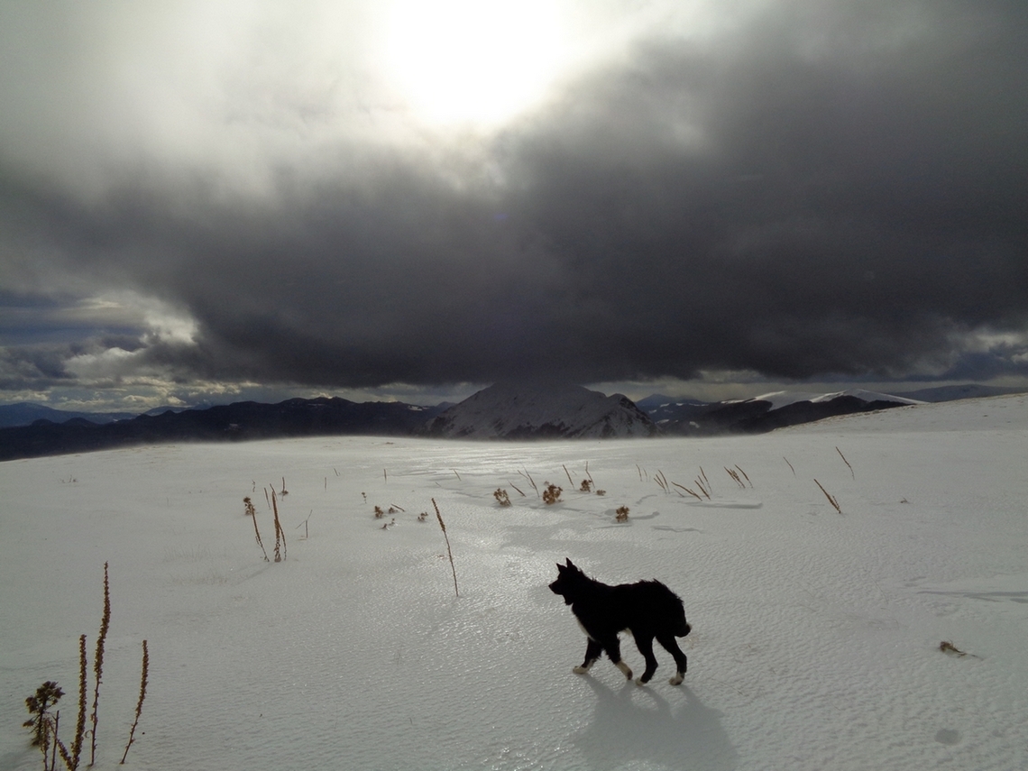 Un cane ci ha seguito dalla valle
