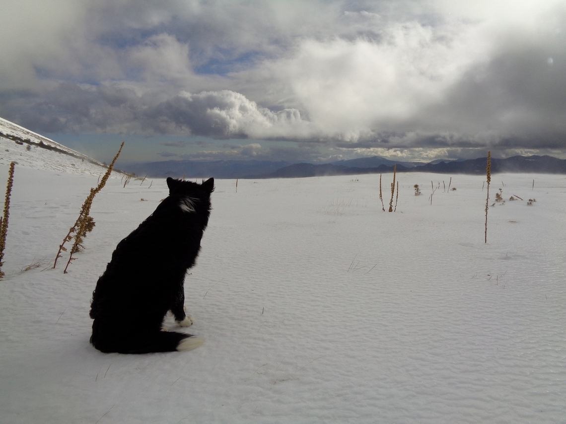 Cane in contemplazione