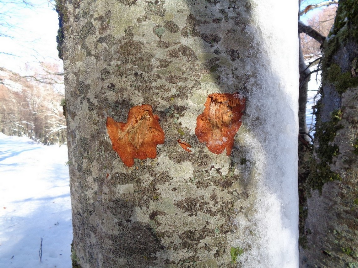 Segni di Cervi sulla corteccia dell'albero