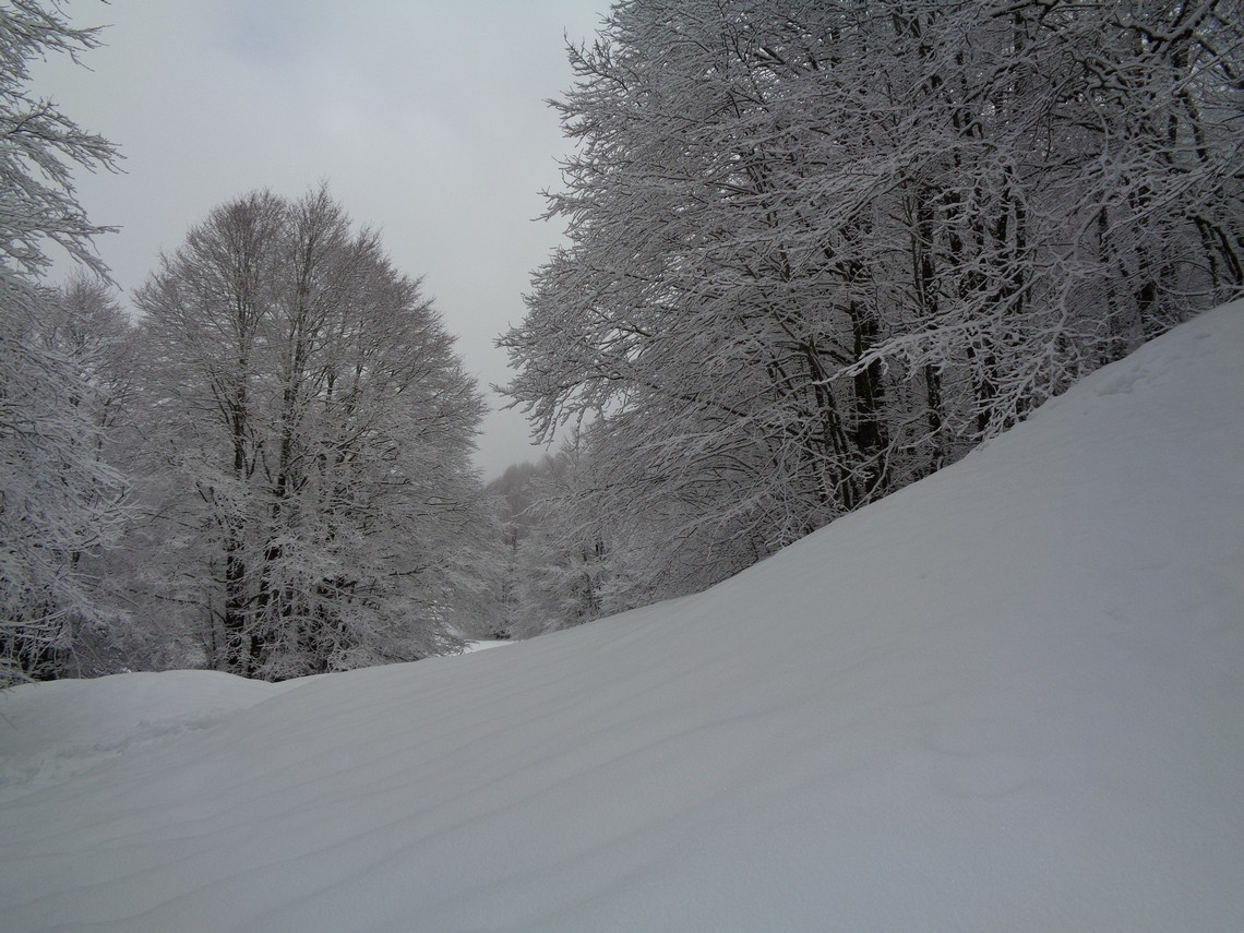 Il candore