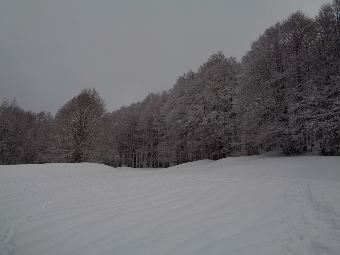 Verso il bosco