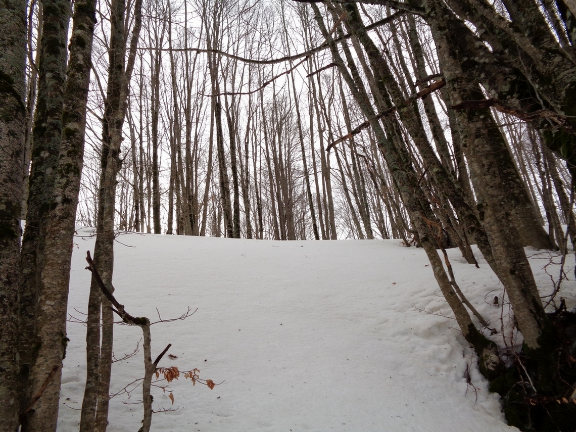 Bosco iniziale