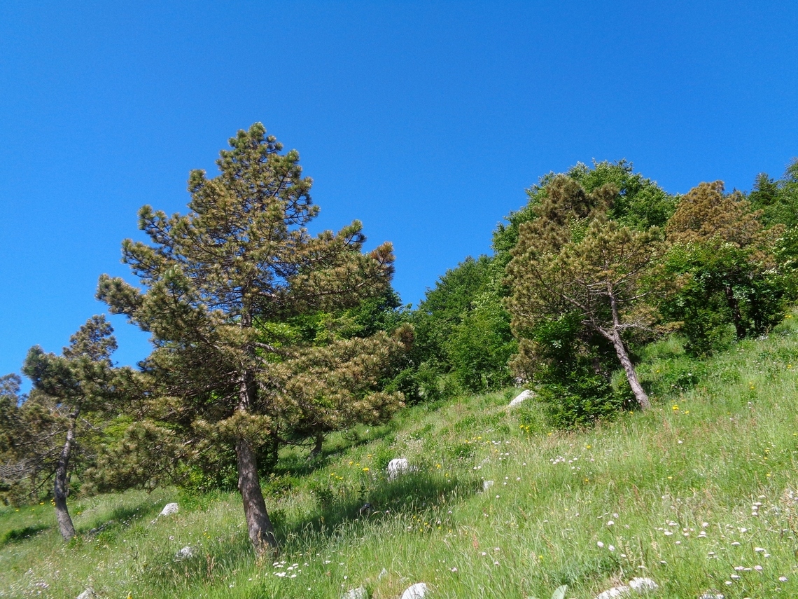 Vegetazione in alto