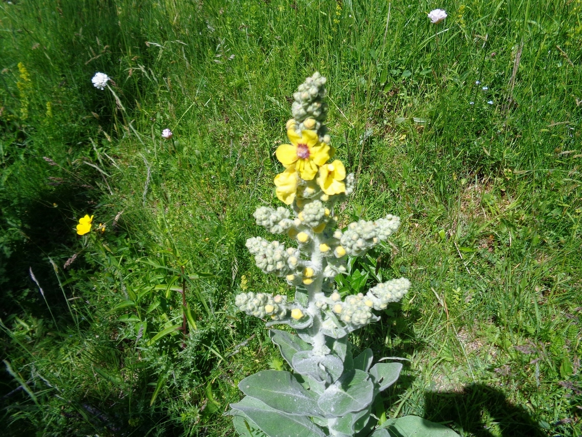Fiori