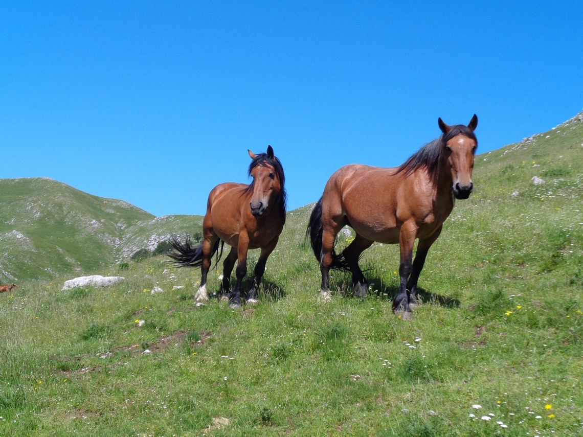 cavalli liberi