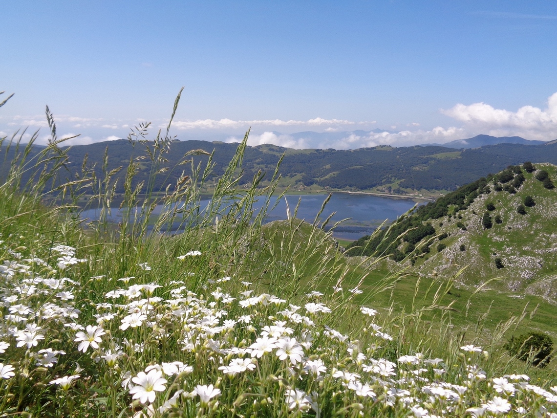 Fiori d'altura