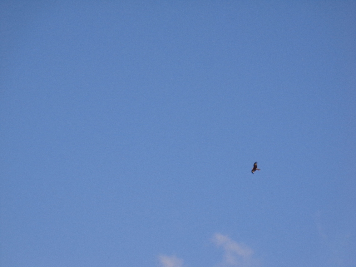 Un Aquila o una Poiana ?