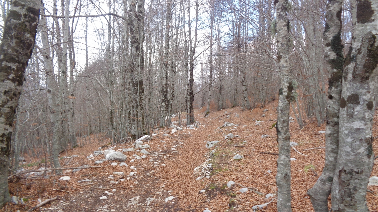 il bosco di Campitello