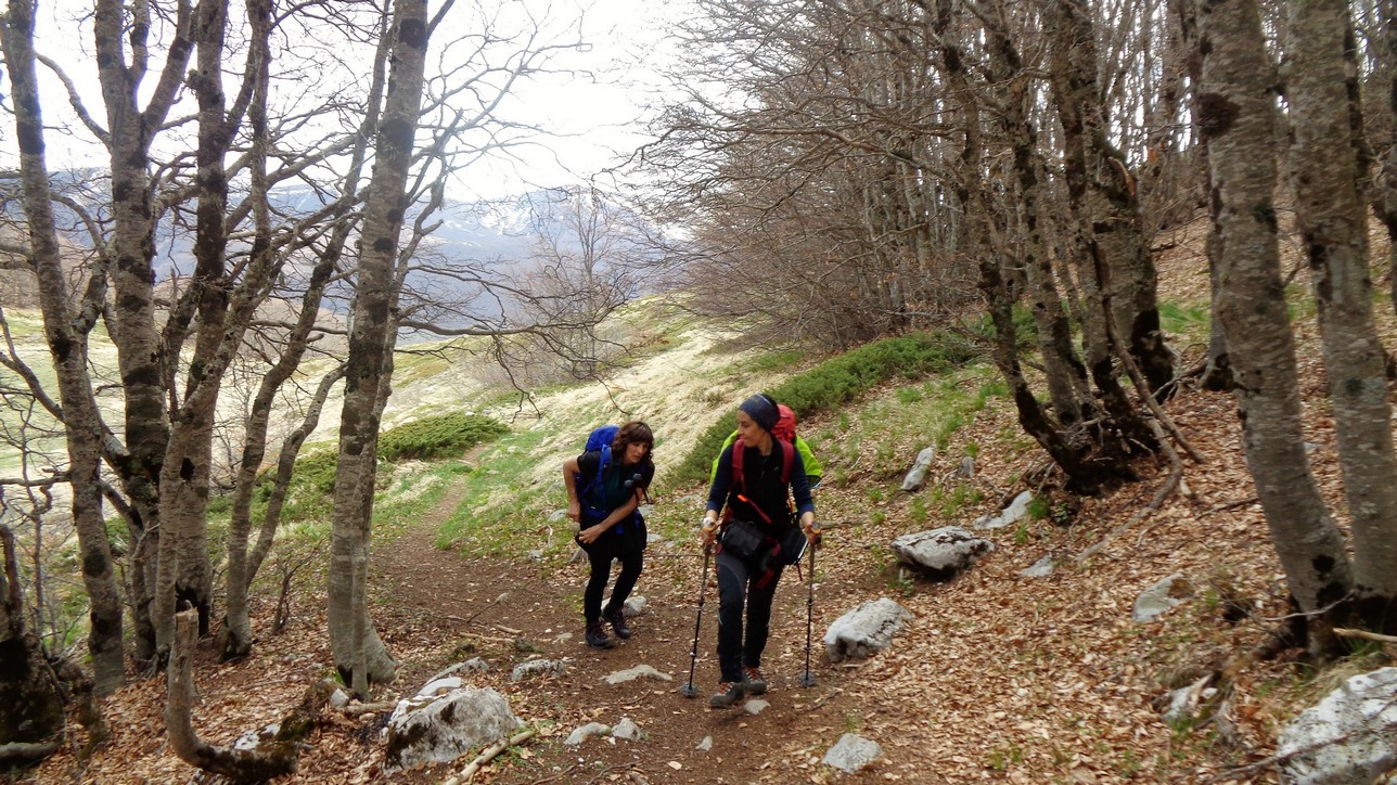 inizia il bosco della cavigliara