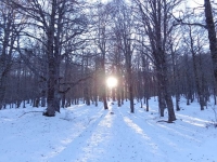 In solitudine dentro ad un bosco...