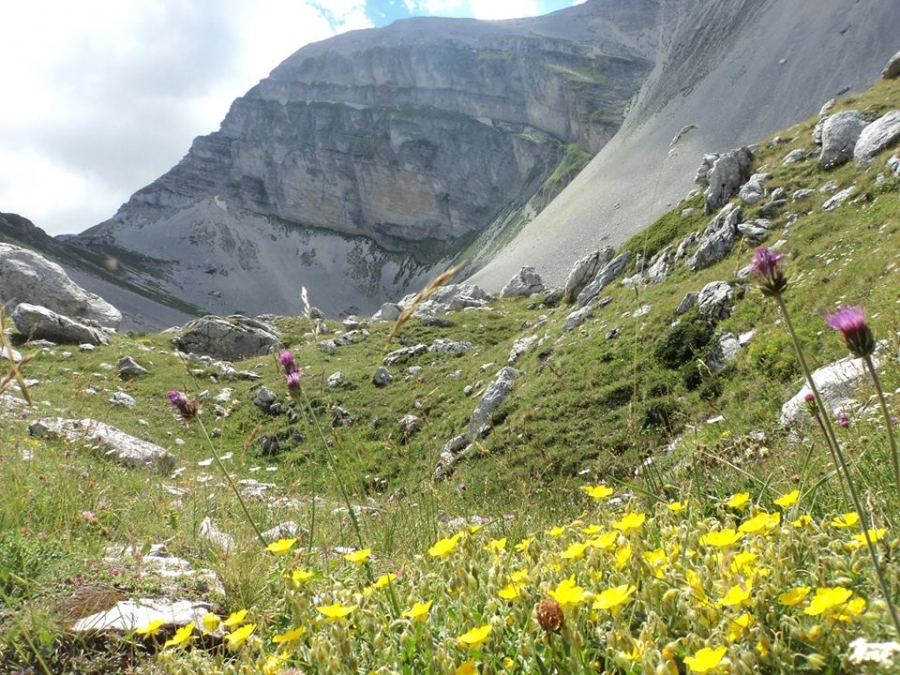 Un fiore...
