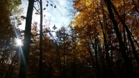 Mi trovavo in questo bosco...