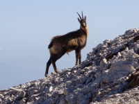 La Rupicapra Ornata...