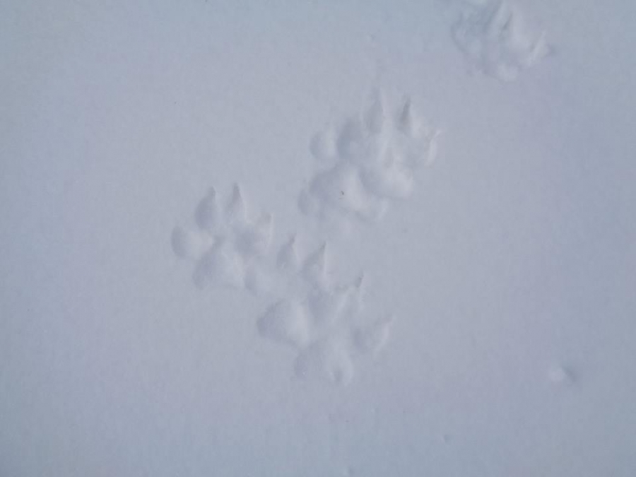 Lupo Solitario...