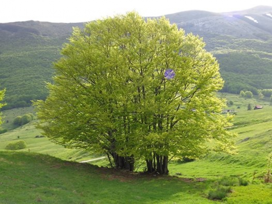 Quando arrivo a Valle...
