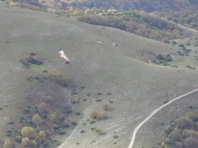 Il Grifone...
