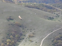 Il Grifone...