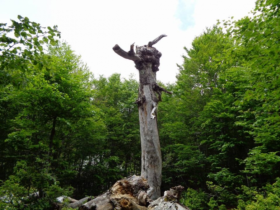 Totem...