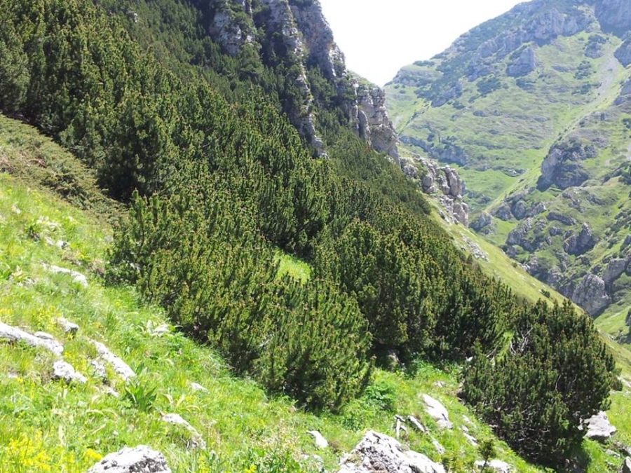 Aspetti selvaggi...