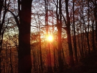 L&#039;Alba fra gli alberi...